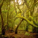🌿 Herbal ritual  | Ritual herbal